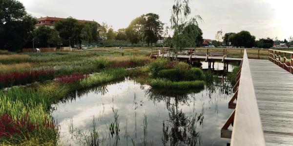 Błonia w Niepołomicach